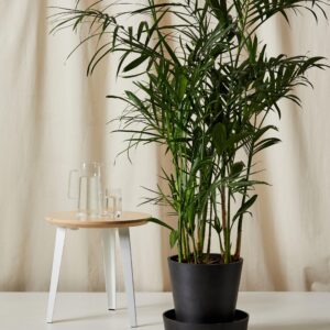 Bamboo Palm