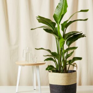 Bird of Paradise