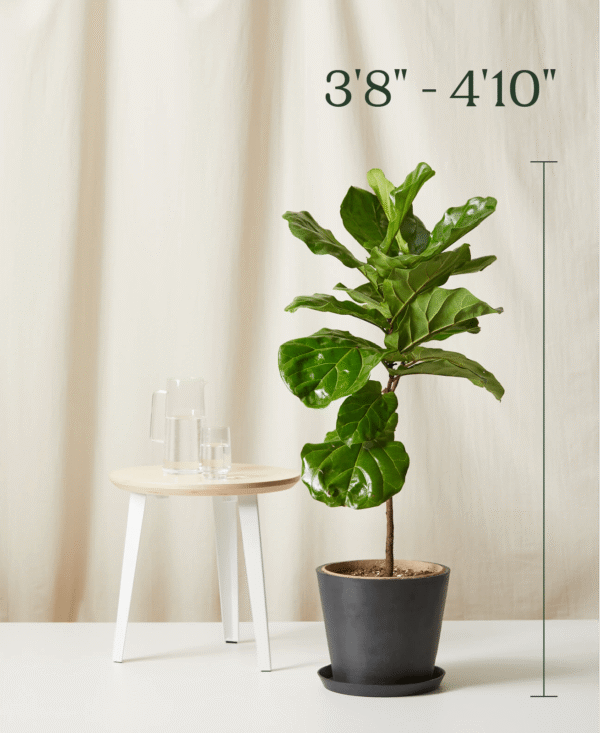 Cat Palm - Image 3