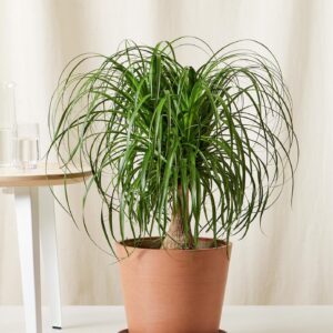 Ponytail Palm Tree