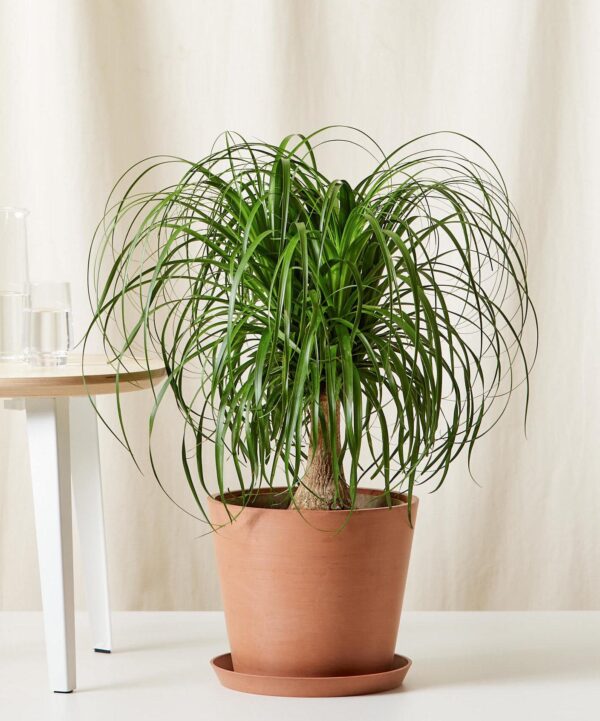 Ponytail Palm Tree