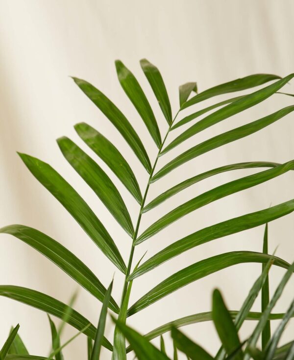 Dracaena Marginata - Image 2
