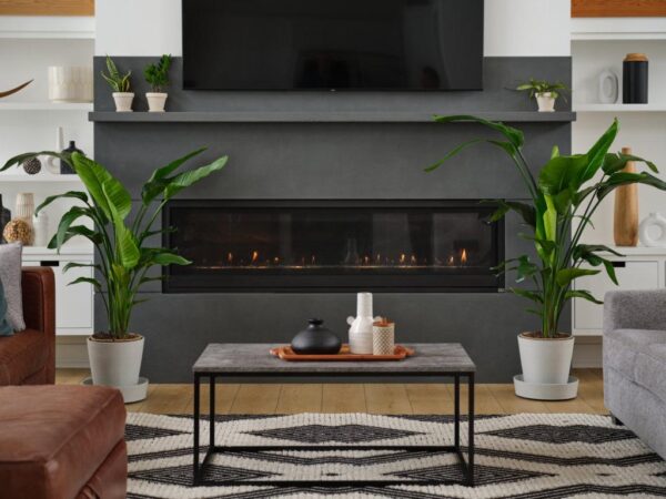 Sansevieria - Image 2